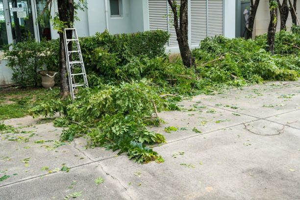Lawn Pest Prevention in St Bonaventure, NY